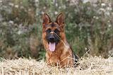 BERGER ALLEMAND 357